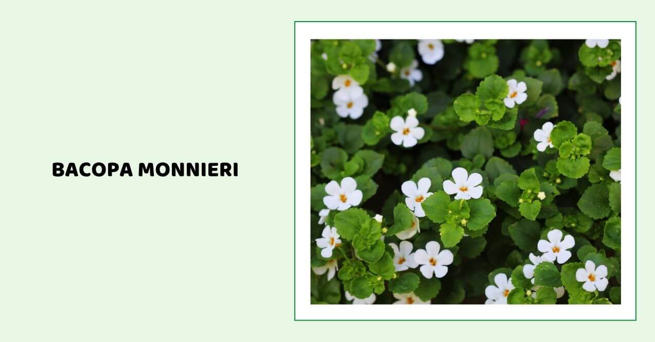 Small white bacopa monnieri flowers among green leaves.