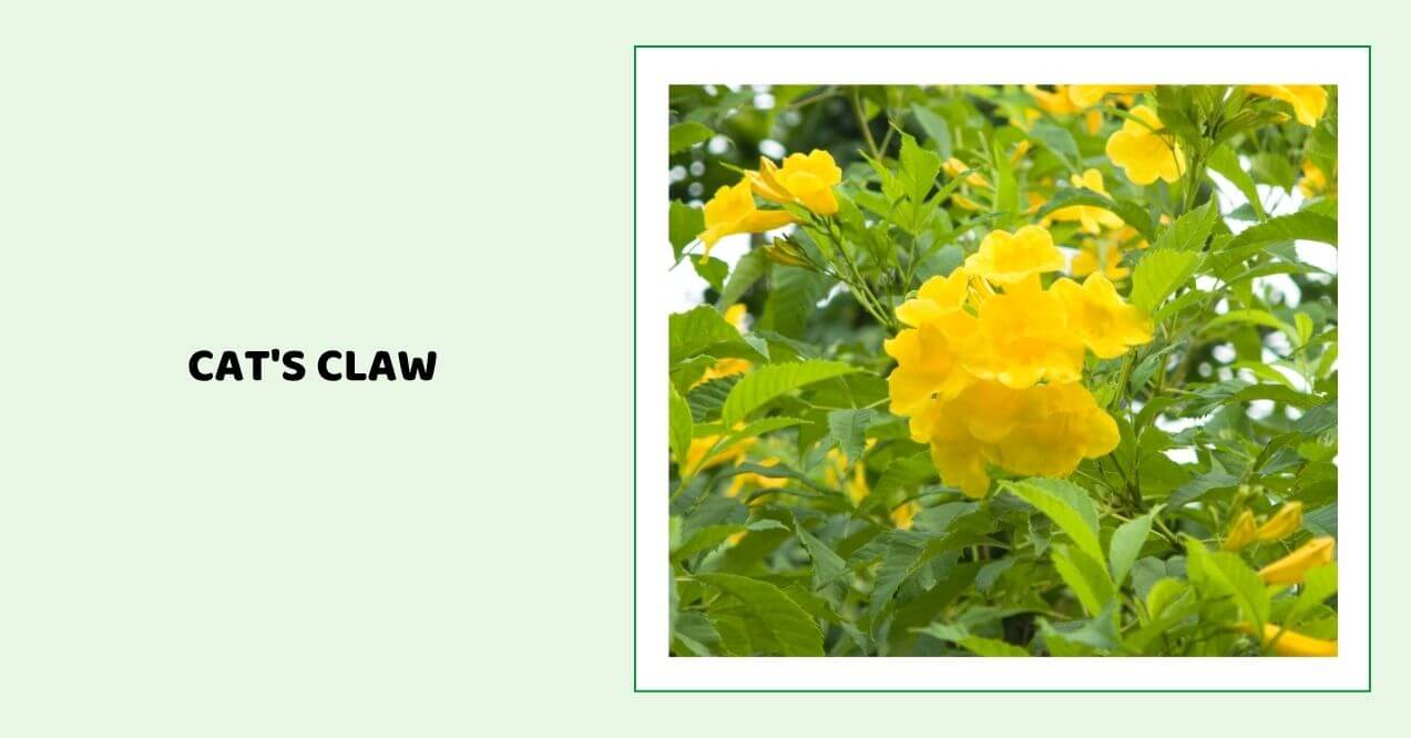 Yellow cat's claw flowers blooming on a green plant.