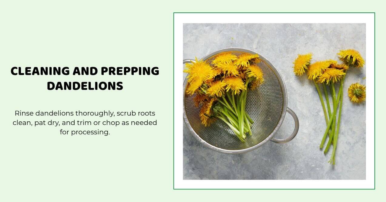 Freshly picked dandelion flowers in a metal strainer on a gray counter