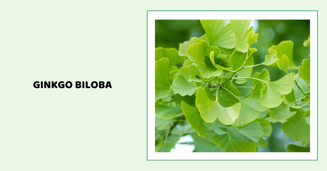 Bright green fan-shaped ginkgo biloba leaves.