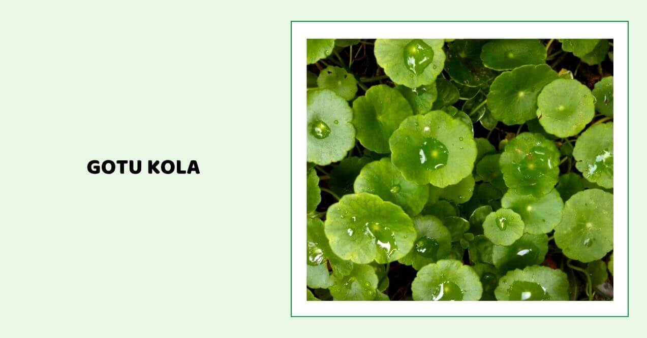 Gotu kola leaves with water droplets on them.