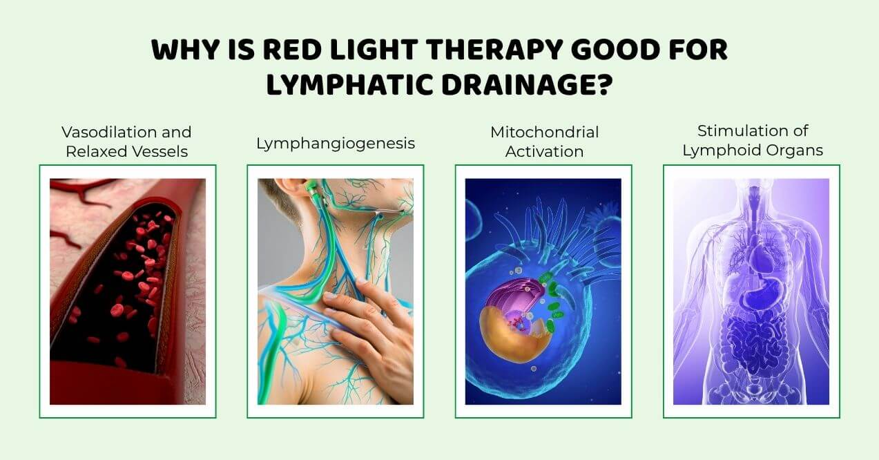 Illustrations showing lymphatic and vascular benefits