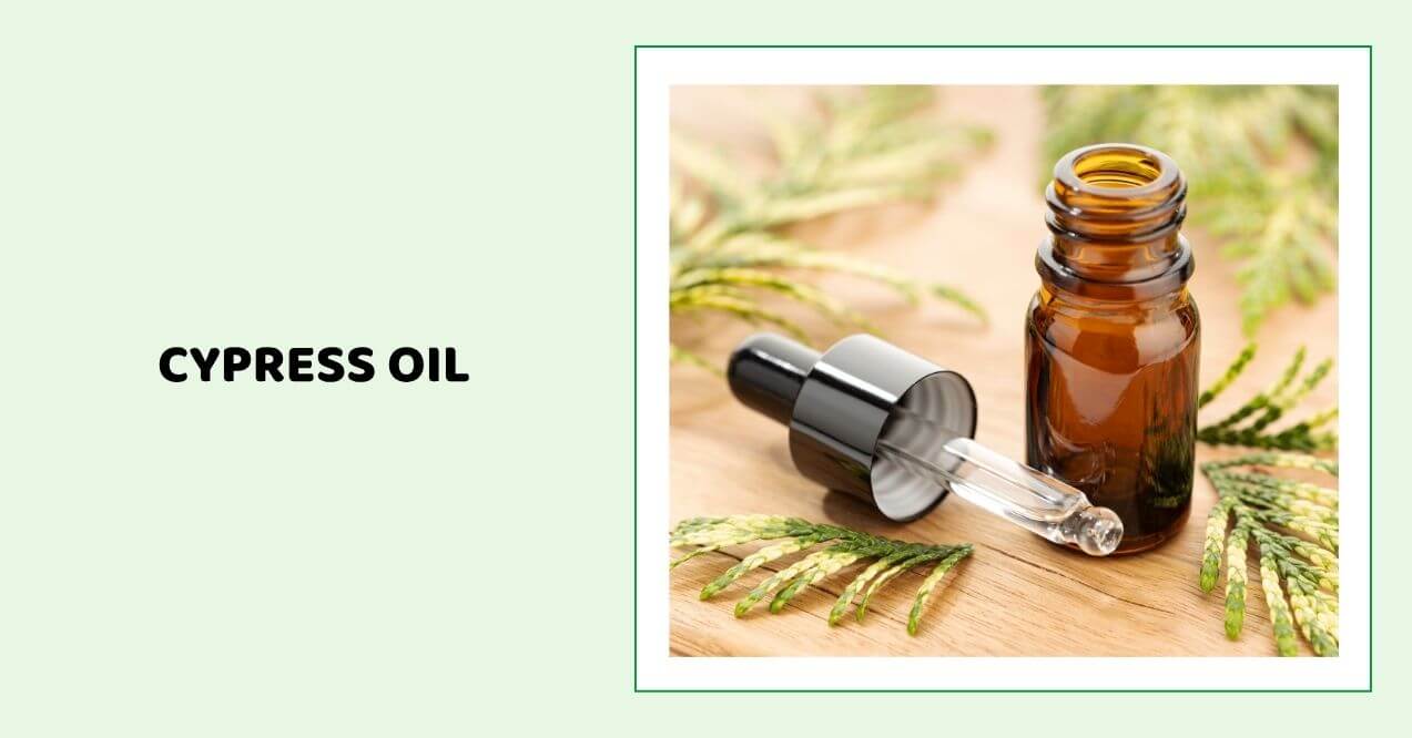 Cypress essential oil bottle with cypress branches