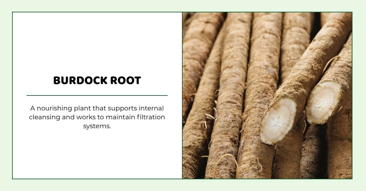 Burdock roots used for cleansing and maintaining filtration health.