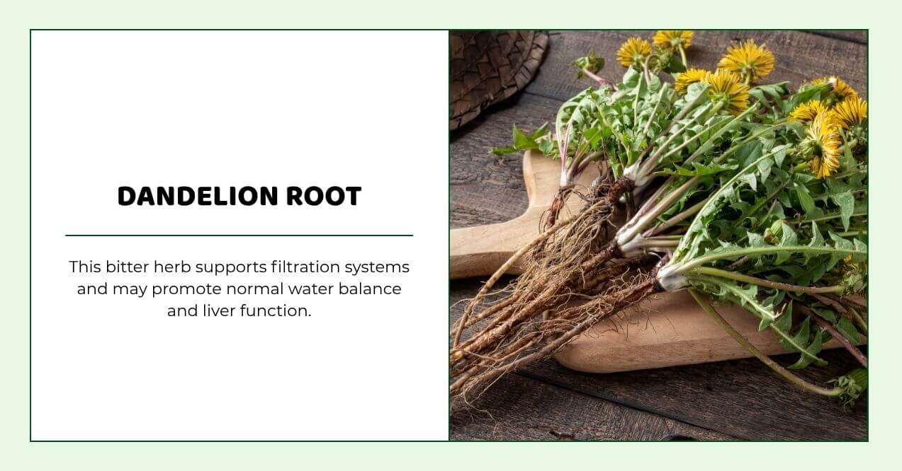 Fresh dandelion roots with leaves used to support liver and water balance.