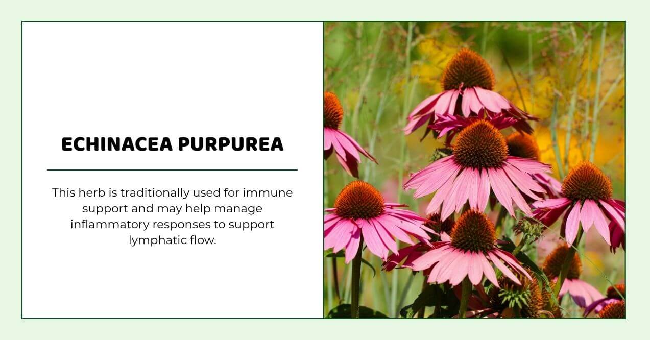 Echinacea purpurea flowers known for immune and lymphatic support.