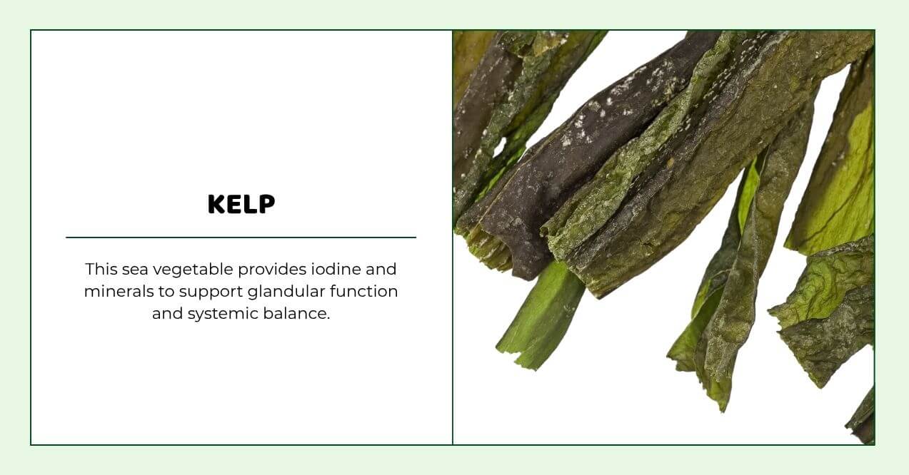 Kelp seaweed rich in iodine and minerals supporting glandular balance.